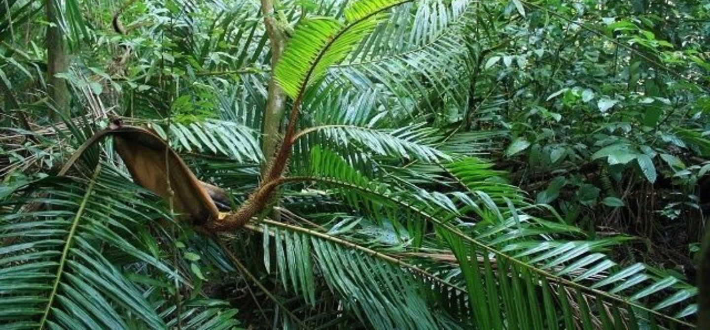 Historical Evolution and Industry Development of Rattan Craft in Indonesia Banner